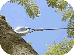 Tree Cabling | Garland, TX