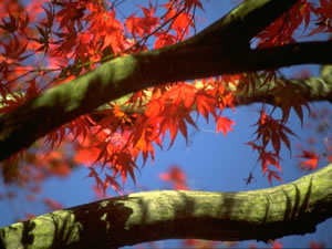 Tree Service Garland, TX