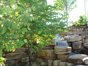 Tree Service Garland, TX