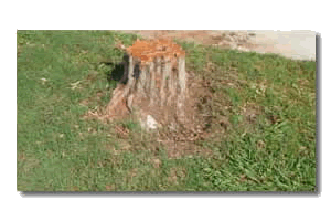 Garland stump grinding