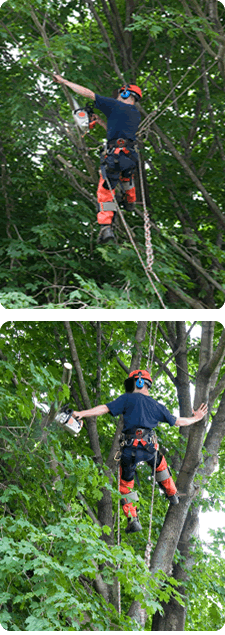 Garland Tree Trimming | Pruning 